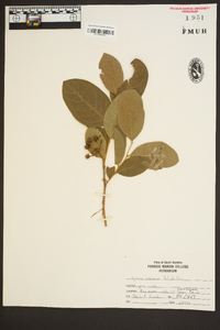 Lyonia mariana image