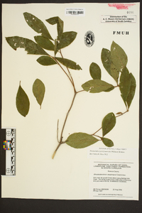 Rhododendron periclymenoides image