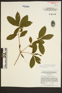 Rhododendron periclymenoides image