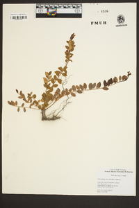 Vaccinium crassifolium image