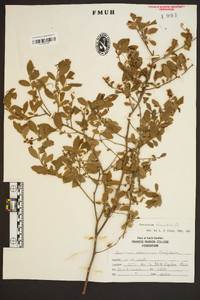 Vaccinium fuscatum image