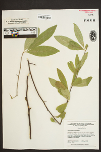 Sideroxylon lycioides image