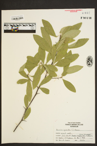 Sideroxylon lycioides image