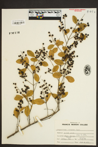 Ligustrum sinense image