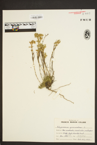 Polypremum procumbens image