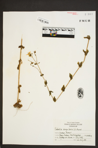 Sabatia angularis image