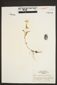 Sabatia calycina image