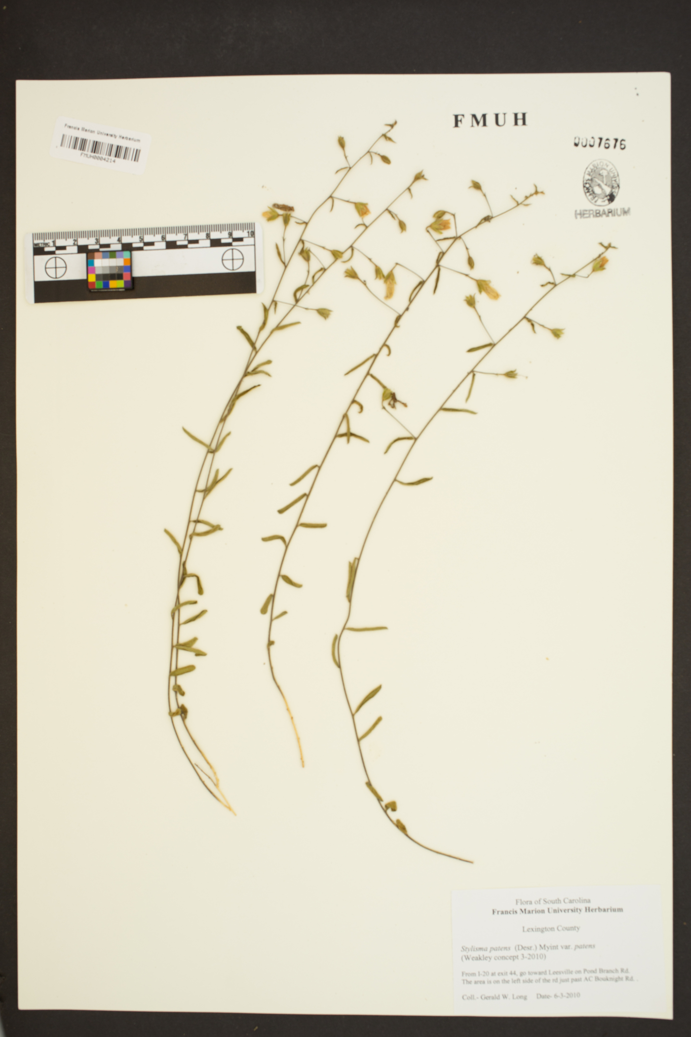 Stylisma patens var. patens image