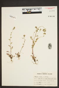 Phacelia dubia image