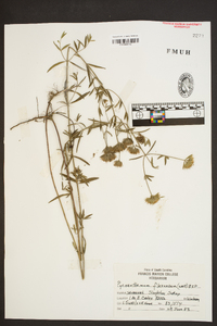 Pycnanthemum flexuosum image