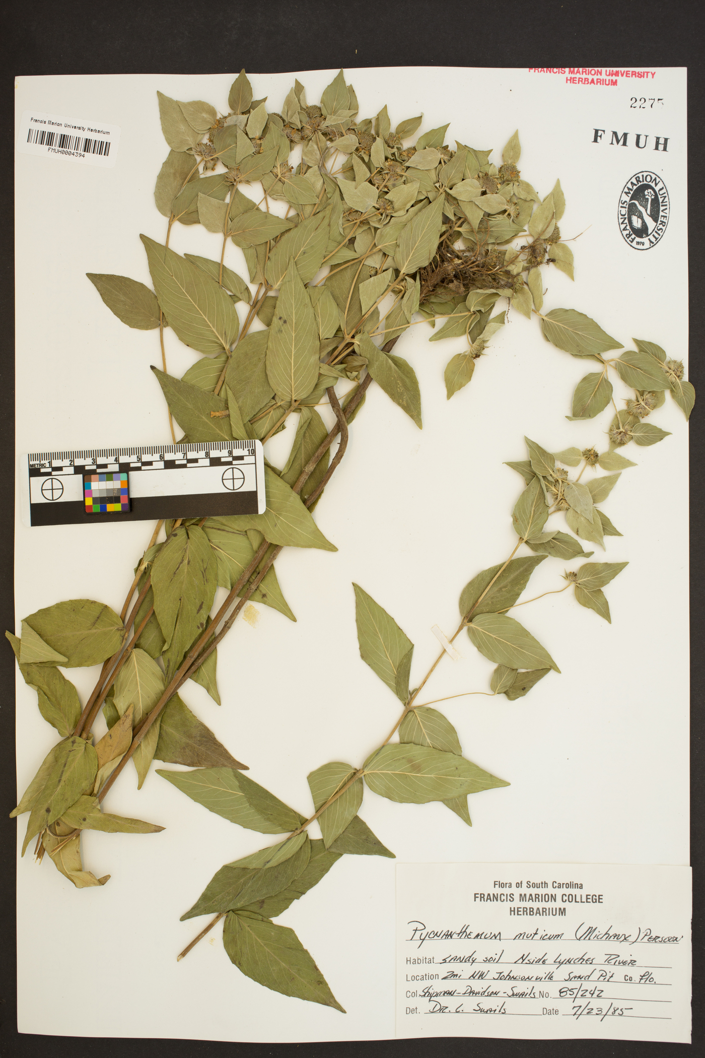 Pycnanthemum muticum image