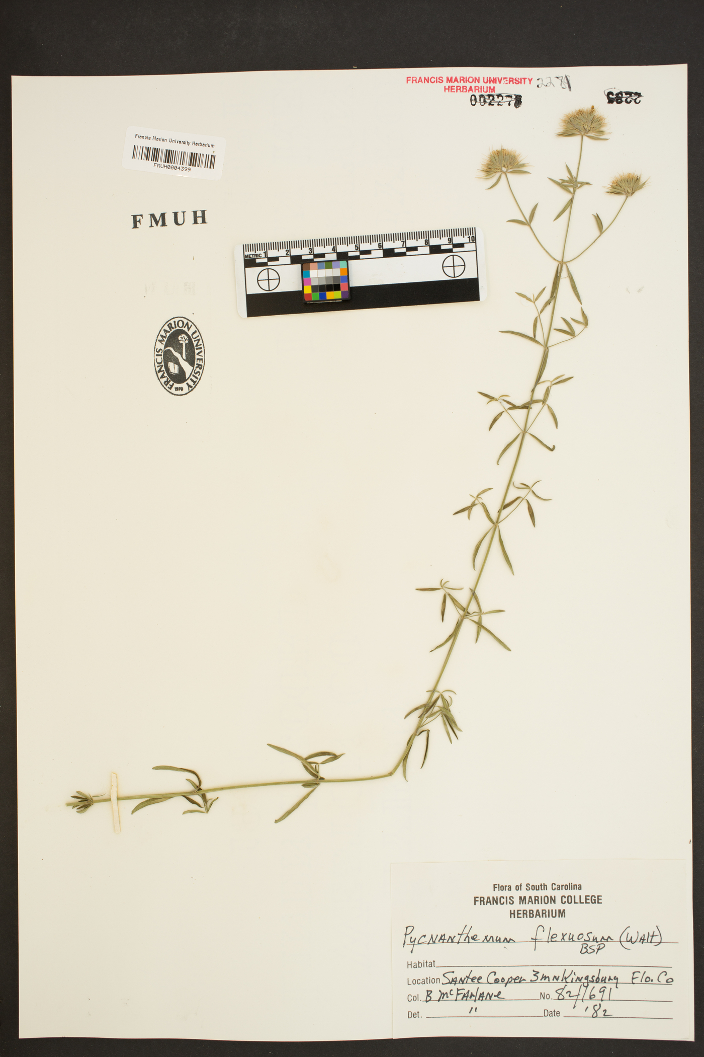 Pycnanthemum flexuosum image