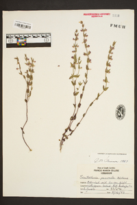 Scutellaria parvula image