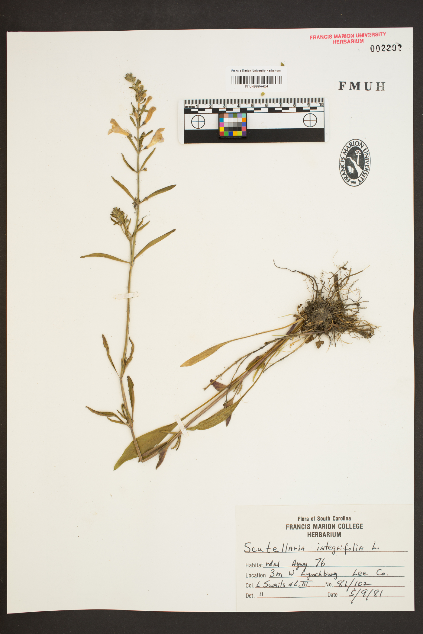 Scutellaria intermedia image