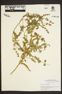 Stachys tenuifolia image