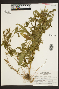 Stachys tenuifolia image