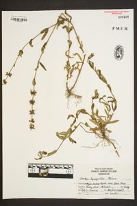 Stachys hyssopifolia image