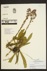 Trilisa paniculata image