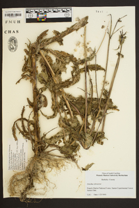 Sonchus oleraceus image