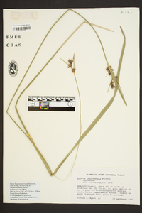 Scleria triglomerata image