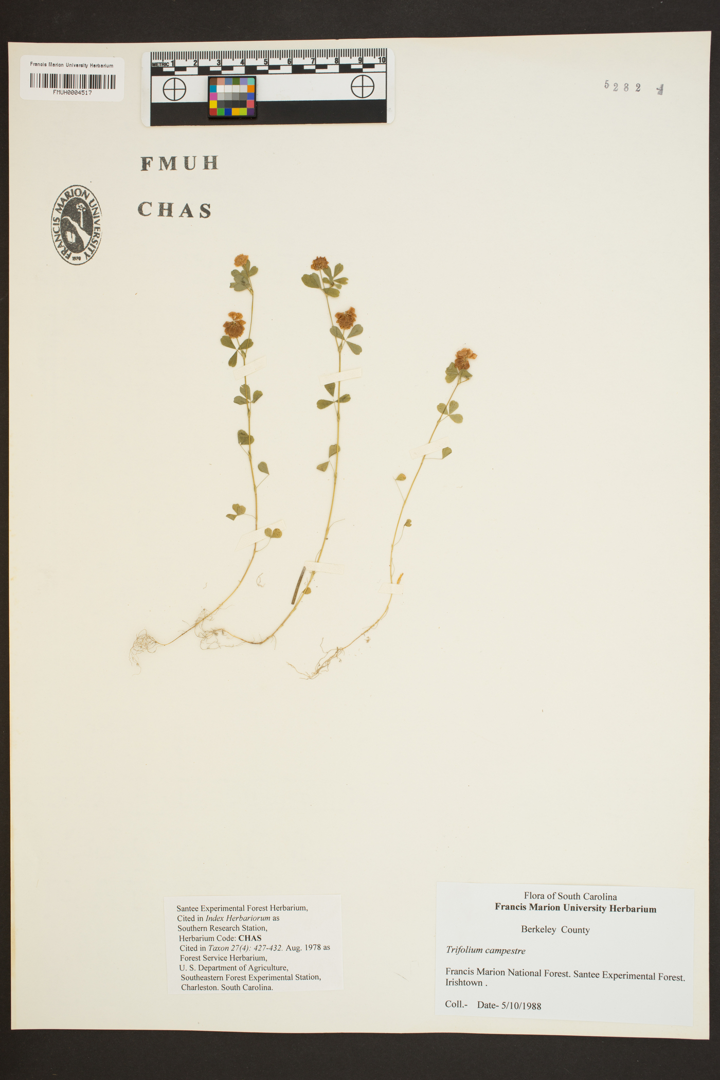 Trifolium compactum image
