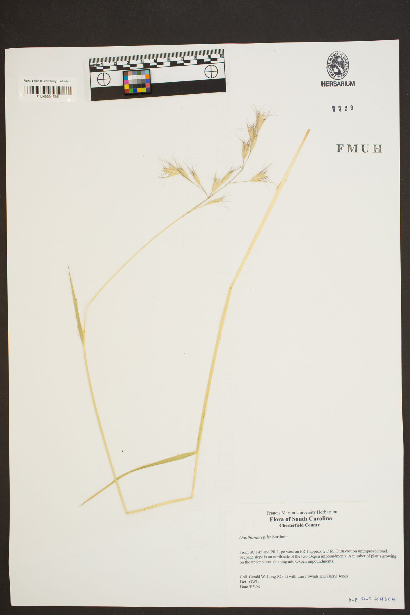 Danthonia epilis image