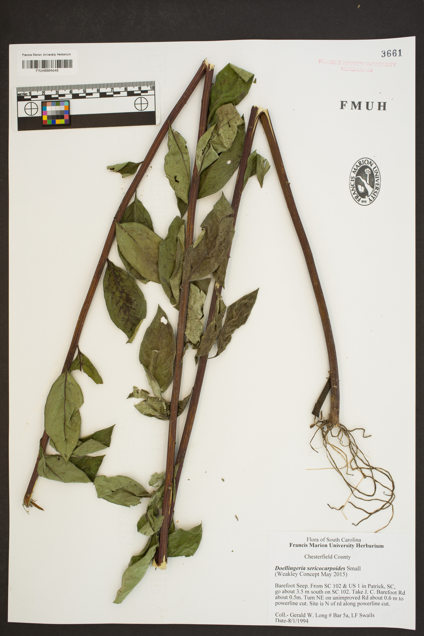 Doellingeria sericocarpoides image