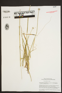 Eriocaulon decangulare image