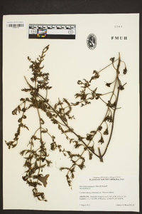 Aureolaria pectinata image