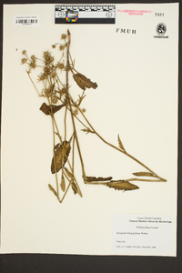 Eryngium integrifolium image