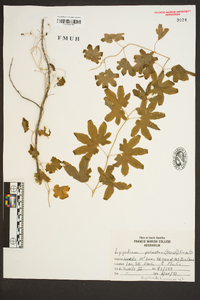 Lygodium palmatum image