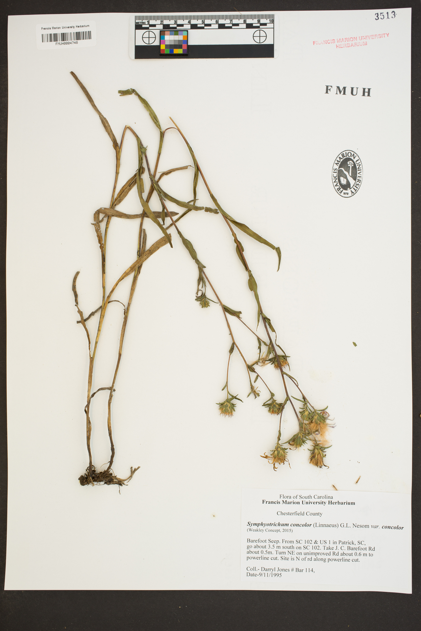 Symphyotrichum concolor var. concolor image