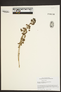 Decodon verticillatus image