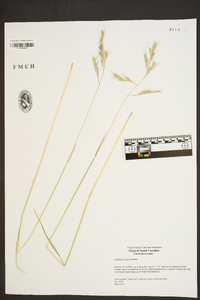 Danthonia epilis image