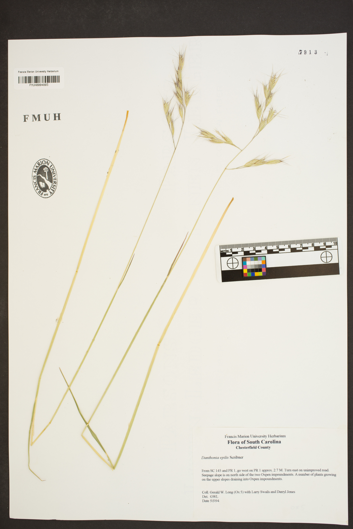 Danthonia epilis image