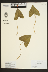 Hexastylis arifolia image