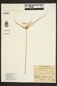 Cyperus retrorsus image