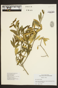 Ilex myrtifolia image