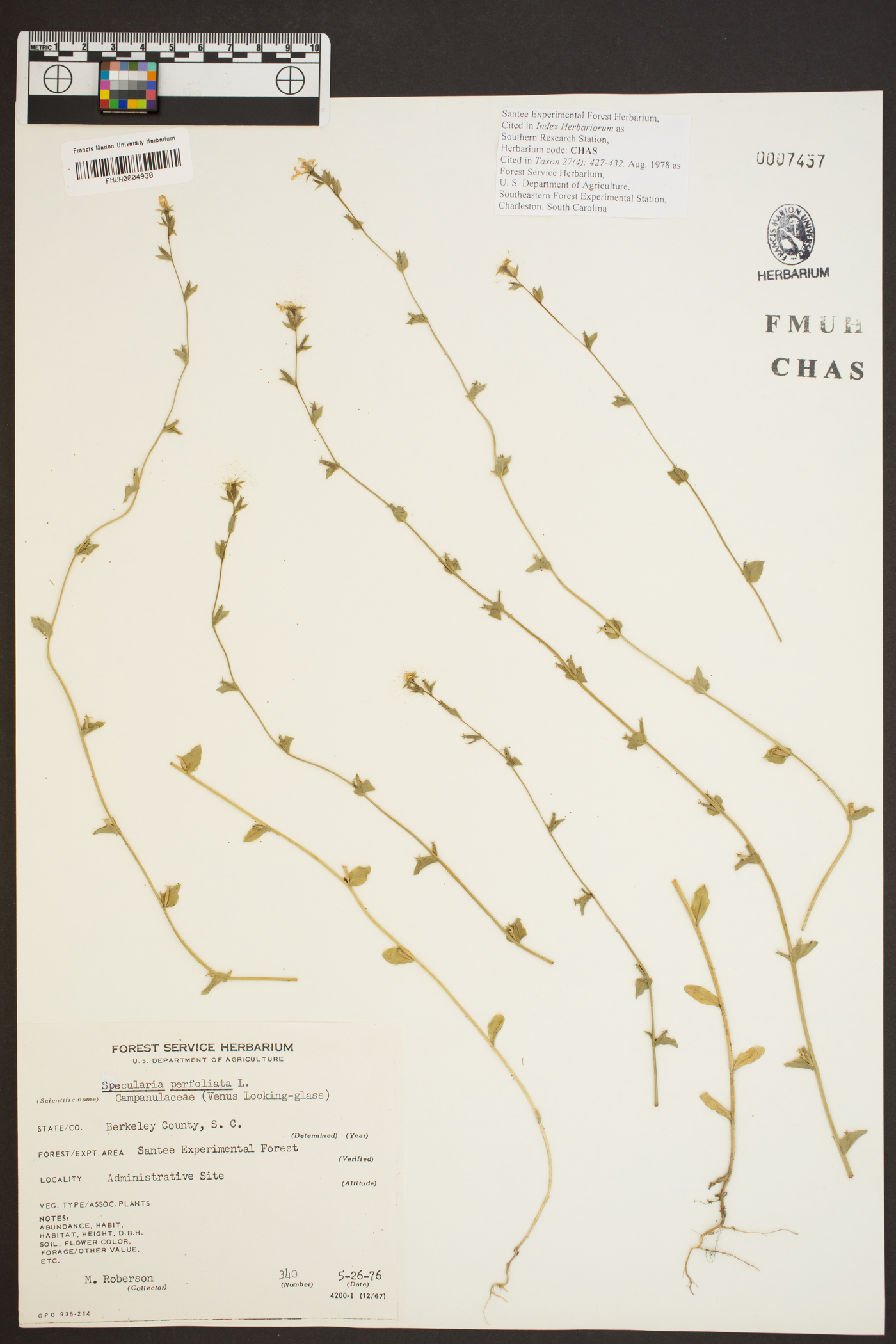 Triodanis perfoliata var. perfoliata image