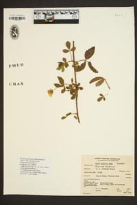 Rubus argutinus image