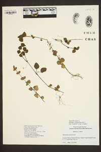 Dichondra carolinensis image