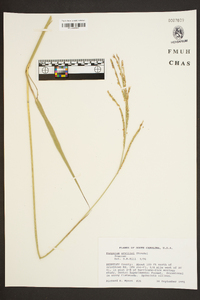 Paspalum urvillei image