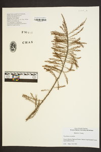 Taxodium ascendens image