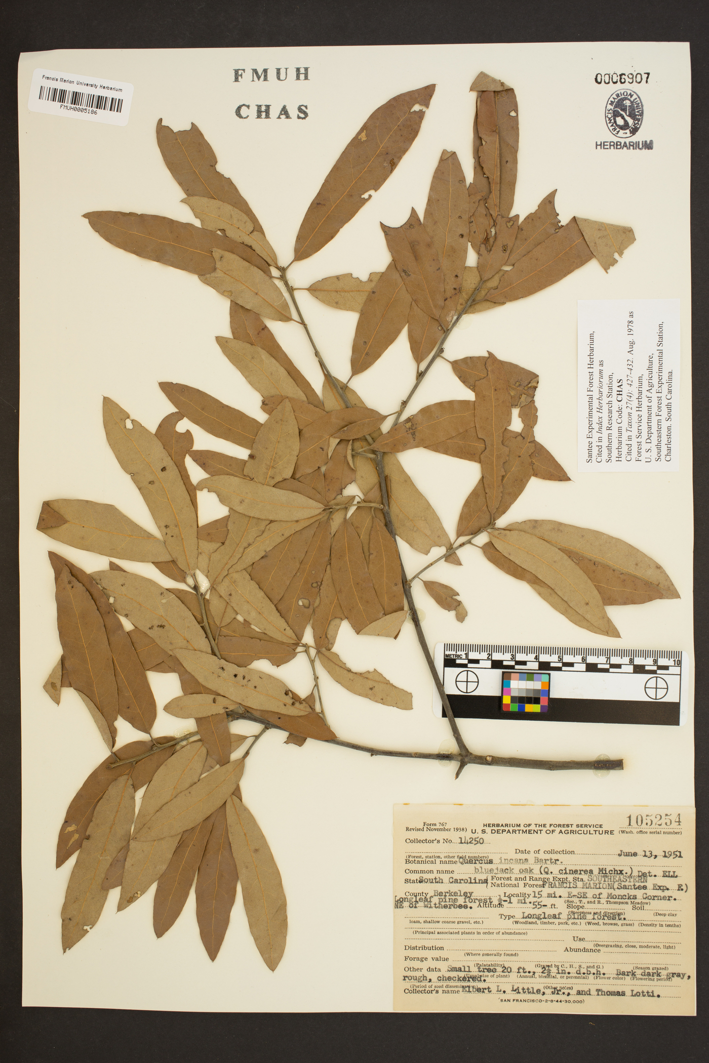 Quercus incana image