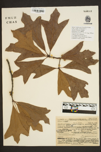 Quercus laevis image