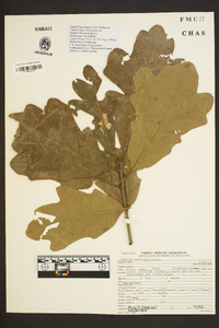 Quercus austrina image