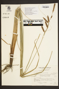 Carex glaucescens image