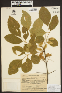 Fraxinus caroliniana image