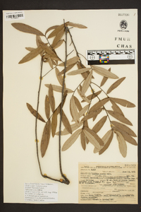 Quercus pumila image