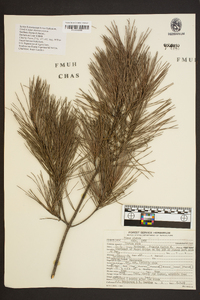 Pinus glabra image